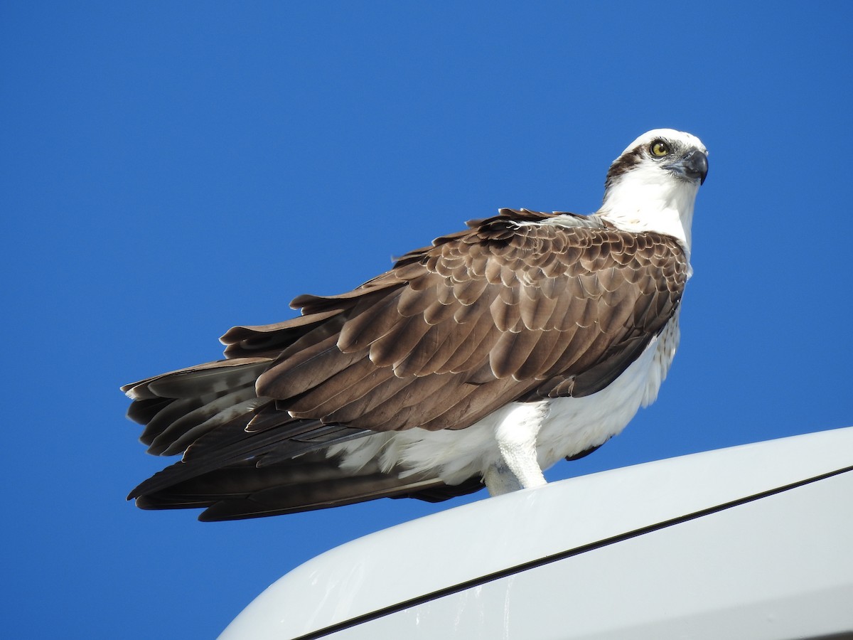 Osprey - ML620441587