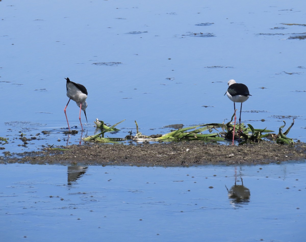 Black-winged Stilt - ML620441589