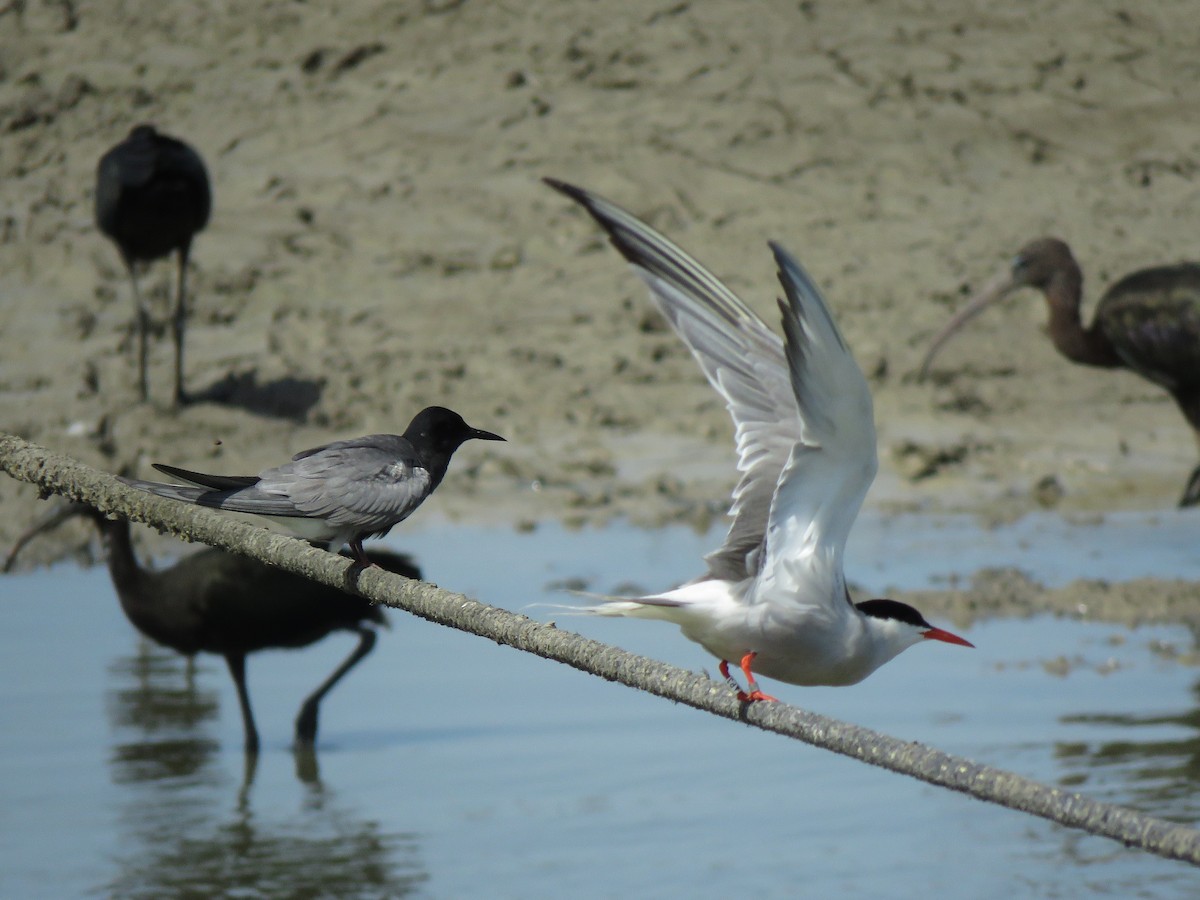 Black Tern - ML620441592