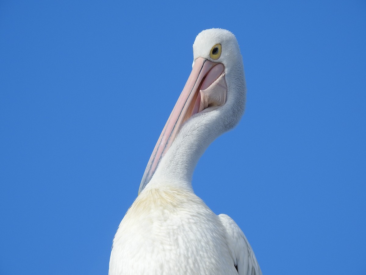 Австралийский пеликан - ML620441593