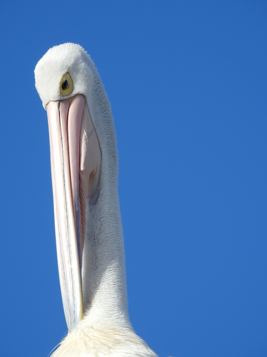 Австралийский пеликан - ML620441594