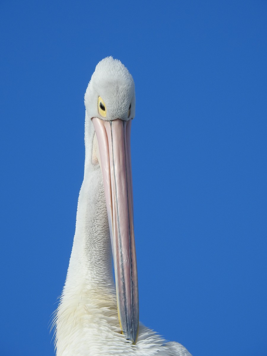 Австралийский пеликан - ML620441595