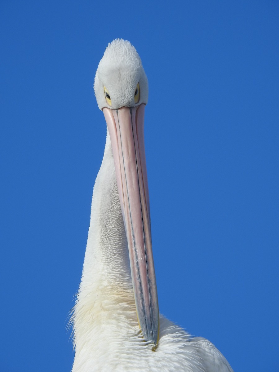 Australian Pelican - ML620441597