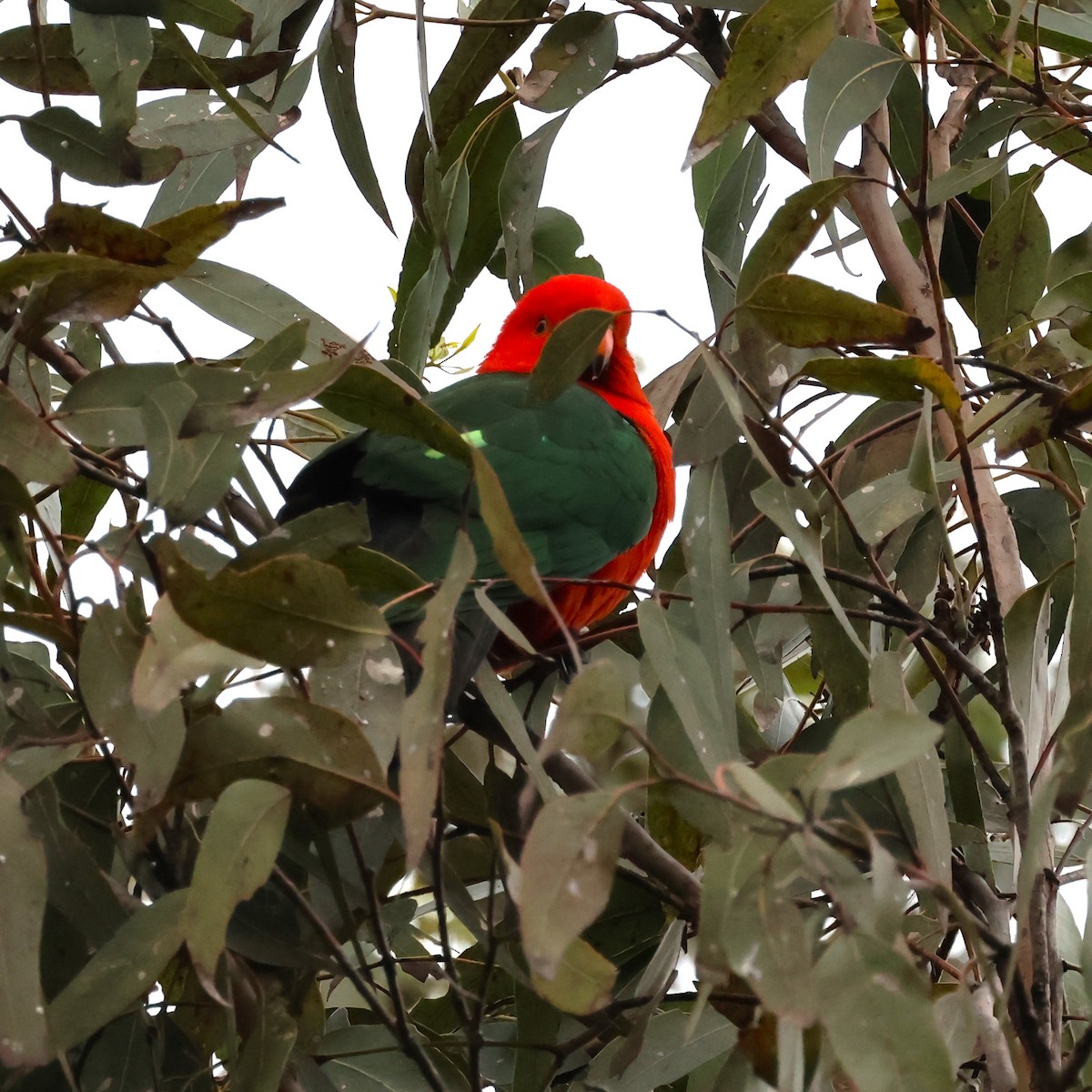 Australian King-Parrot - ML620441598
