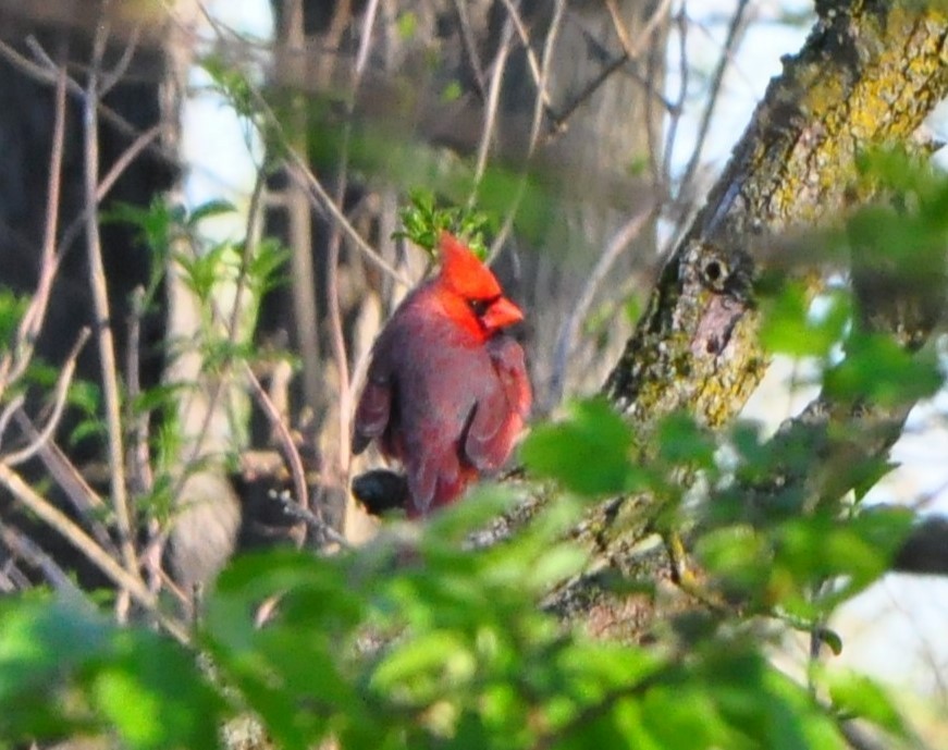 Northern Cardinal - ML620441601