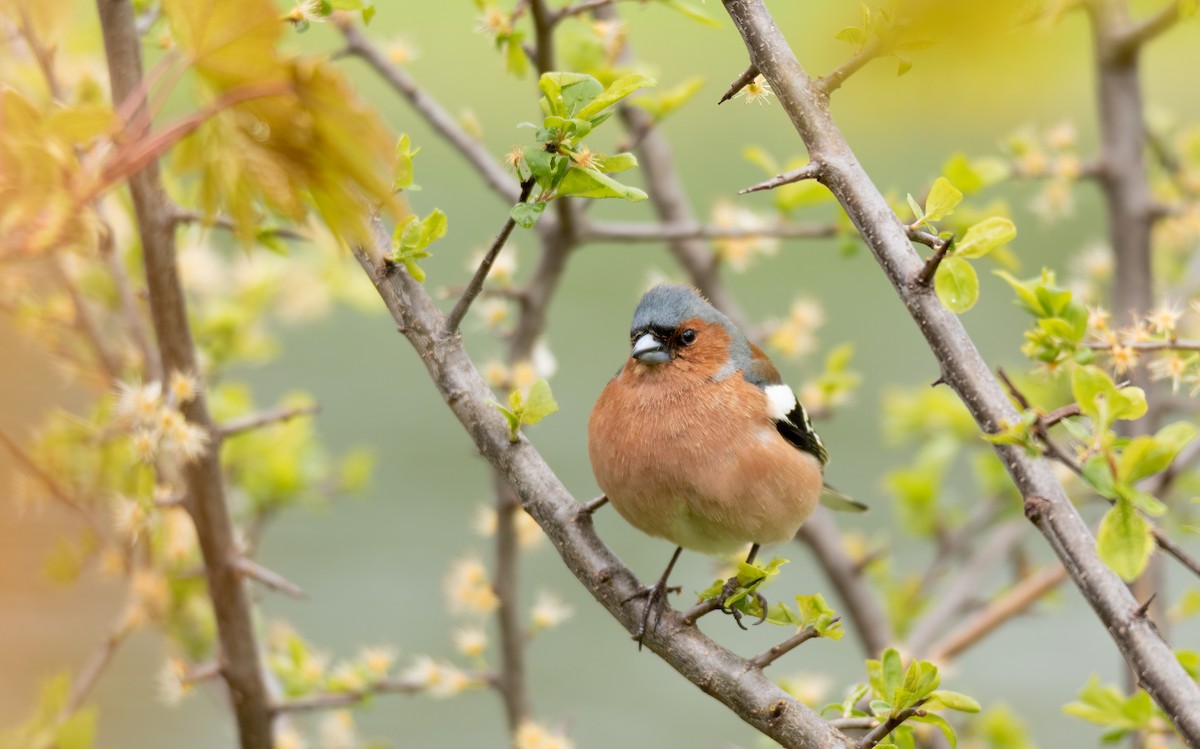 Common Chaffinch - ML620441604