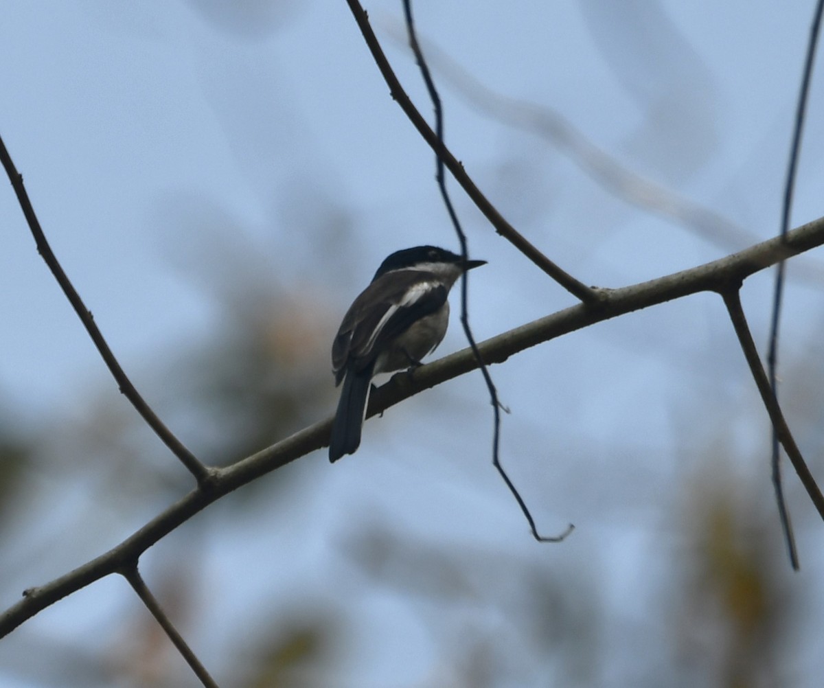 Bar-winged Flycatcher-shrike - ML620441605