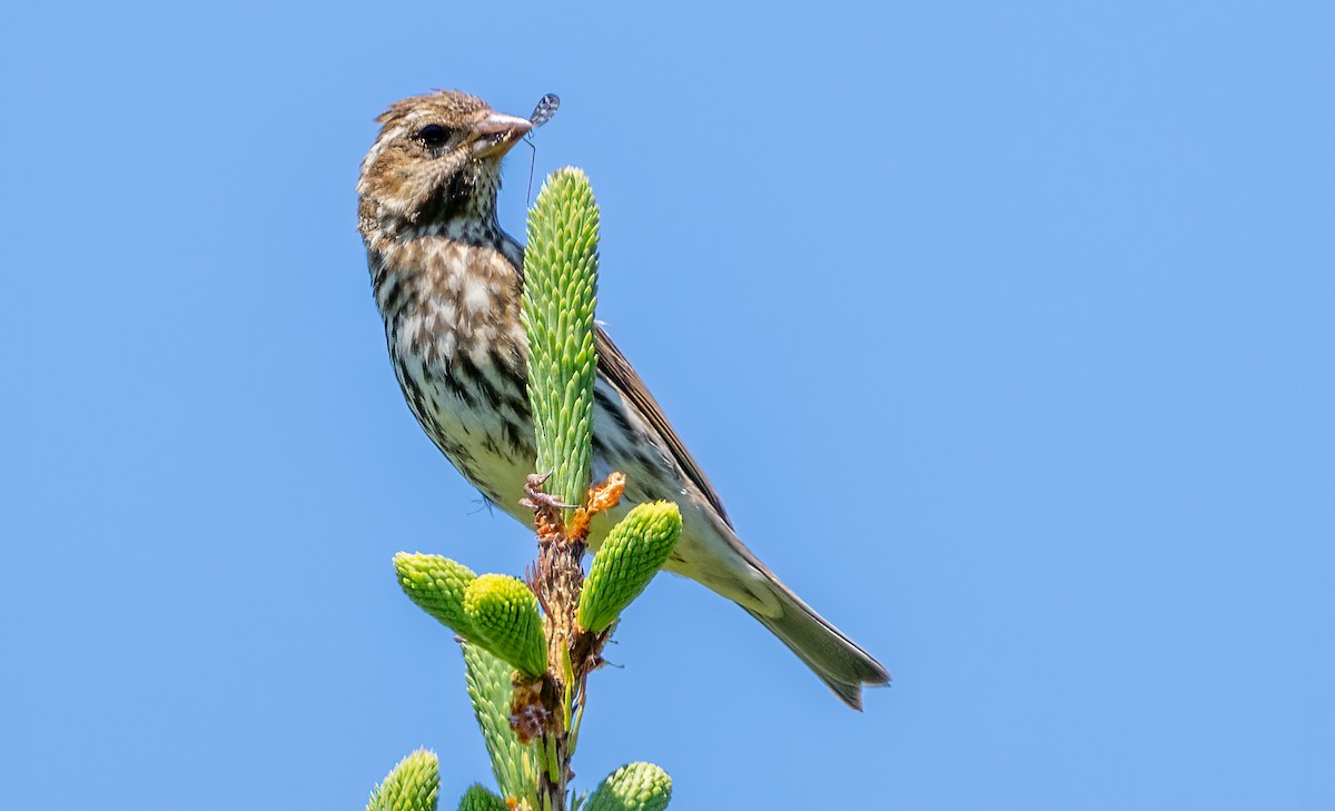 Purple Finch - ML620441607