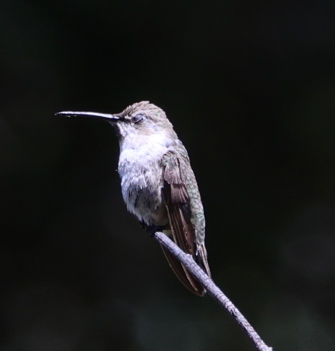 Black-chinned Hummingbird - ML620441608