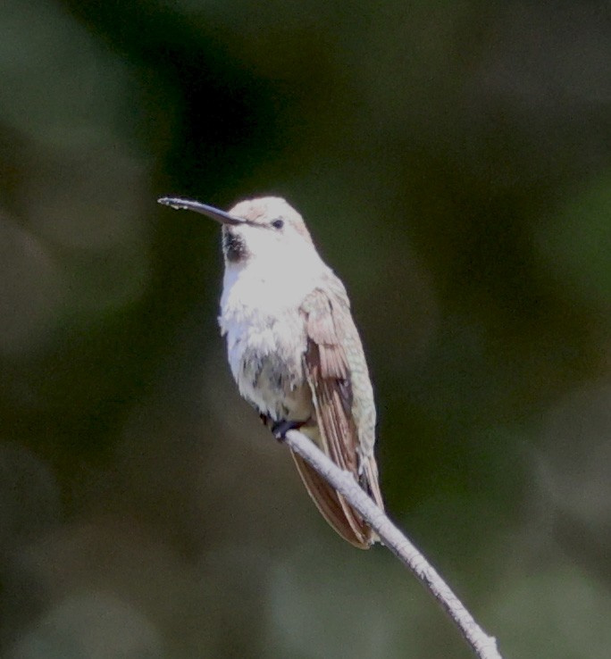 Black-chinned Hummingbird - ML620441609