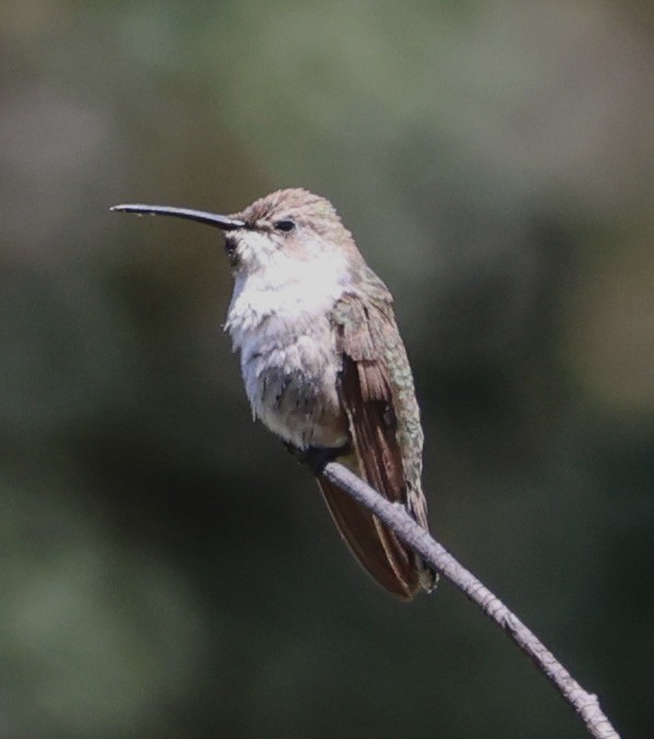 Black-chinned Hummingbird - ML620441610