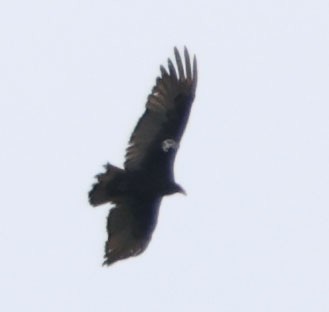 Turkey Vulture - ML620441611