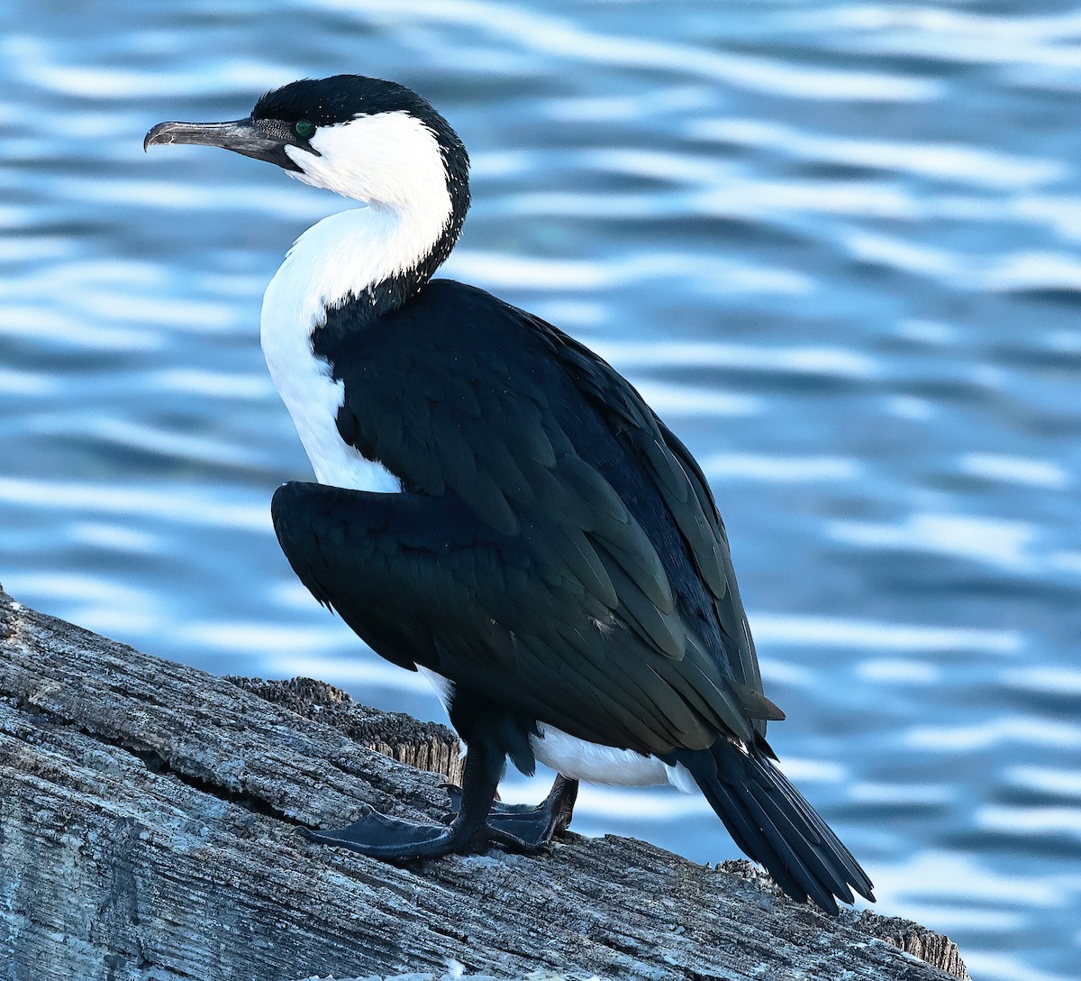 Black-faced Cormorant - ML620441612