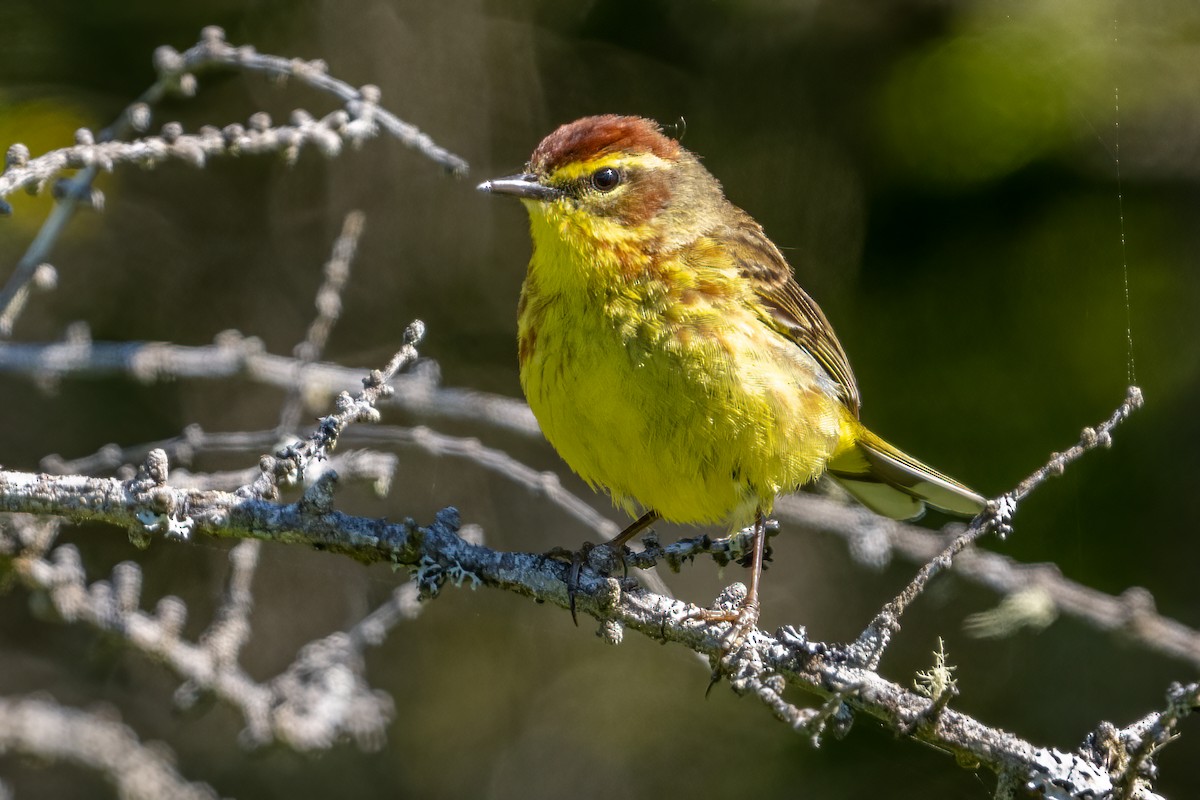 Palm Warbler - ML620441614