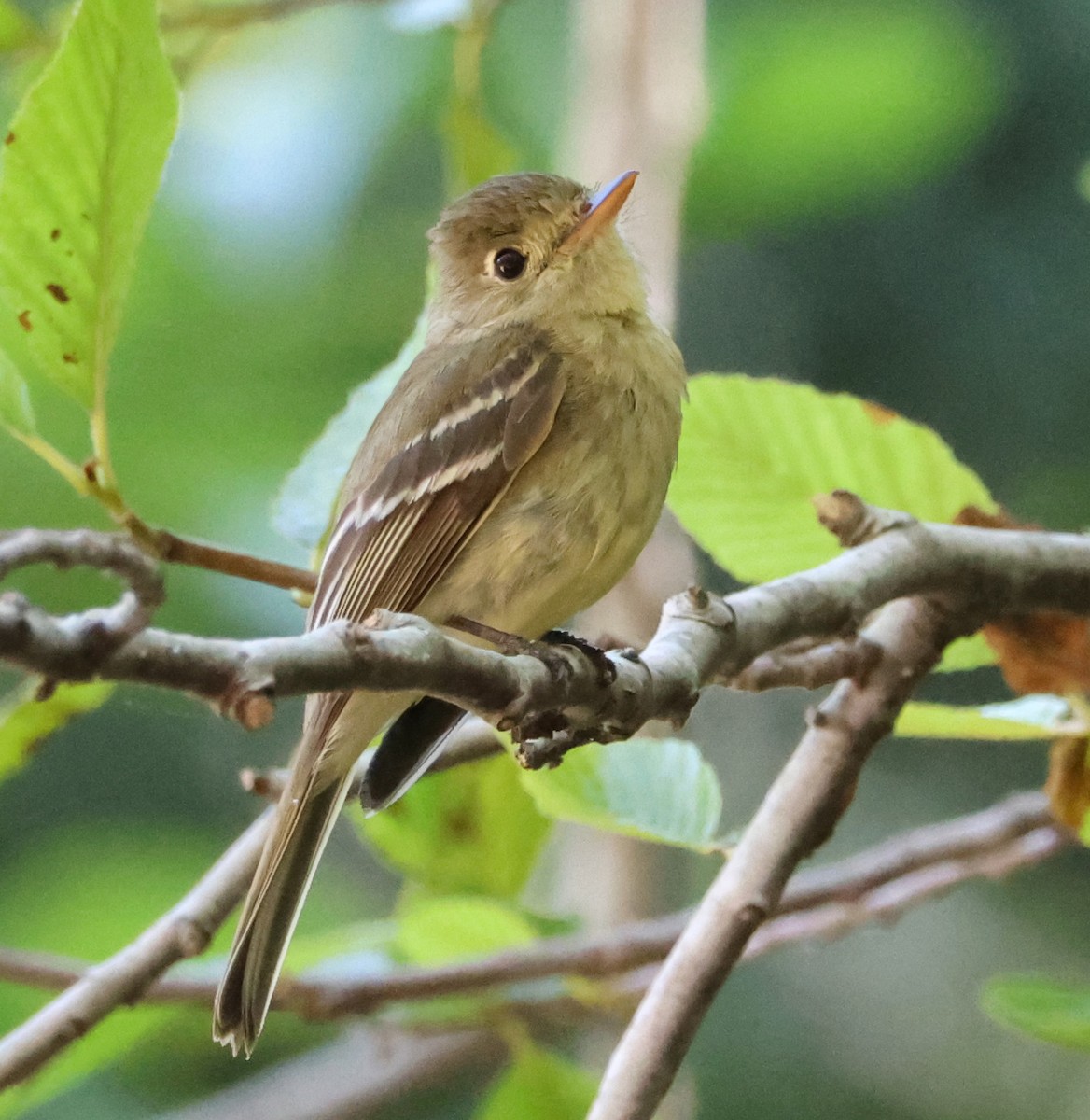 Western Flycatcher - ML620441619