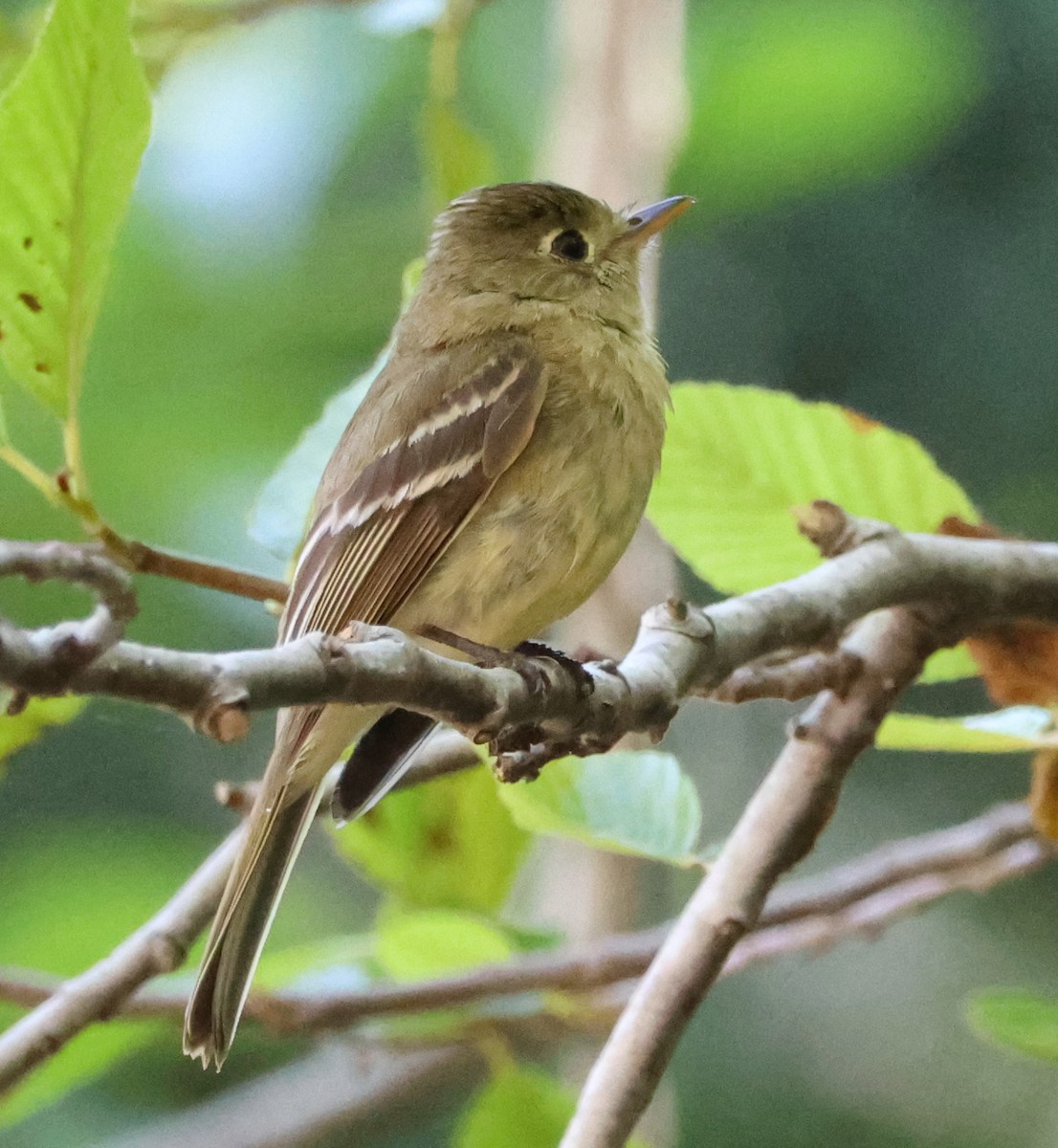 Western Flycatcher - ML620441620