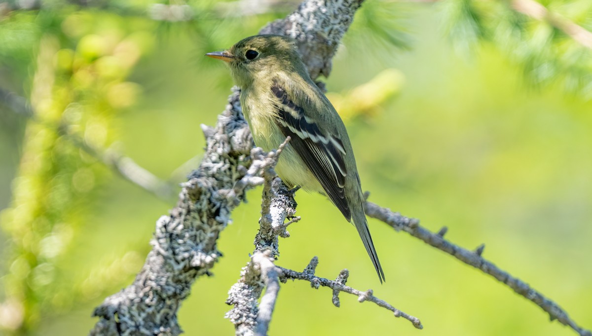 Yellow-bellied Flycatcher - ML620441623