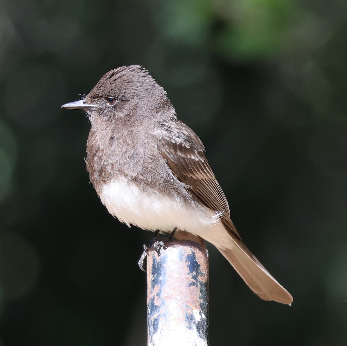 Black Phoebe - ML620441627