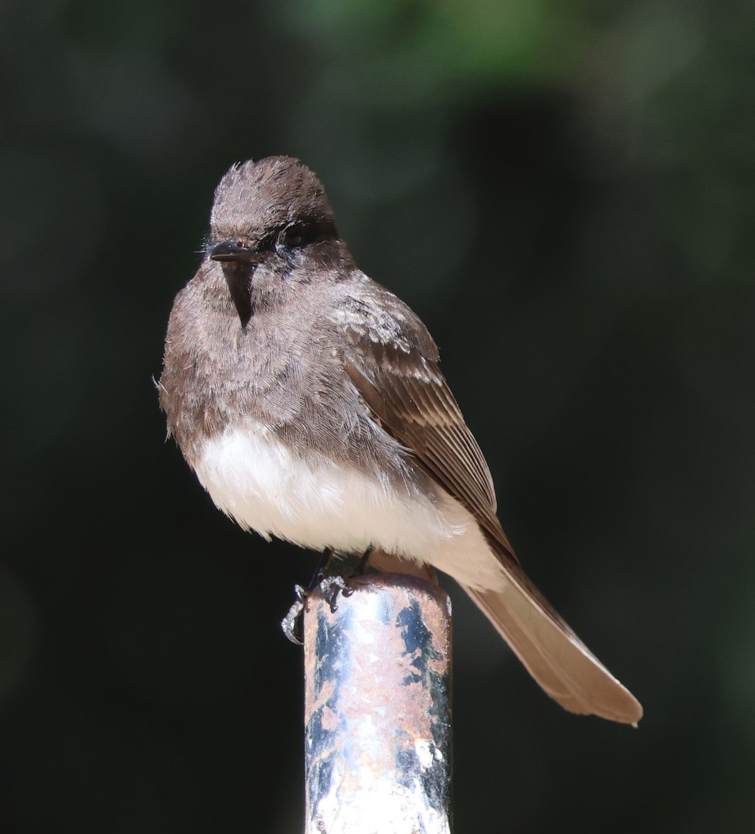 Black Phoebe - ML620441628