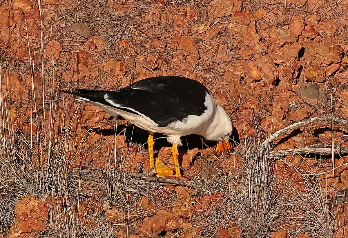 Gaviota de Tasmania - ML620441631