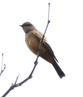 Say's Phoebe - ML620441635