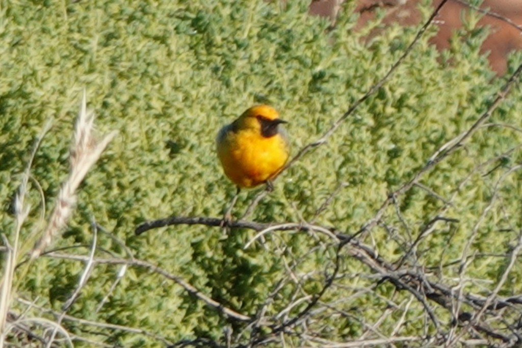 Orange Chat - Richard Arnold