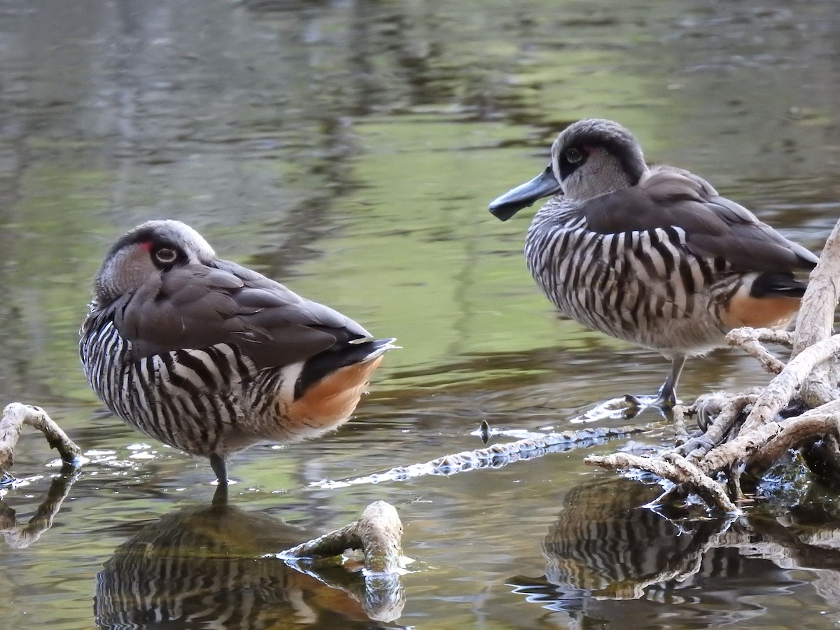 Pink-eared Duck - ML620441651