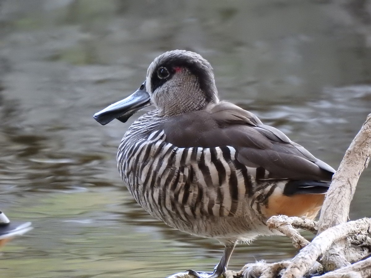 Pink-eared Duck - ML620441661