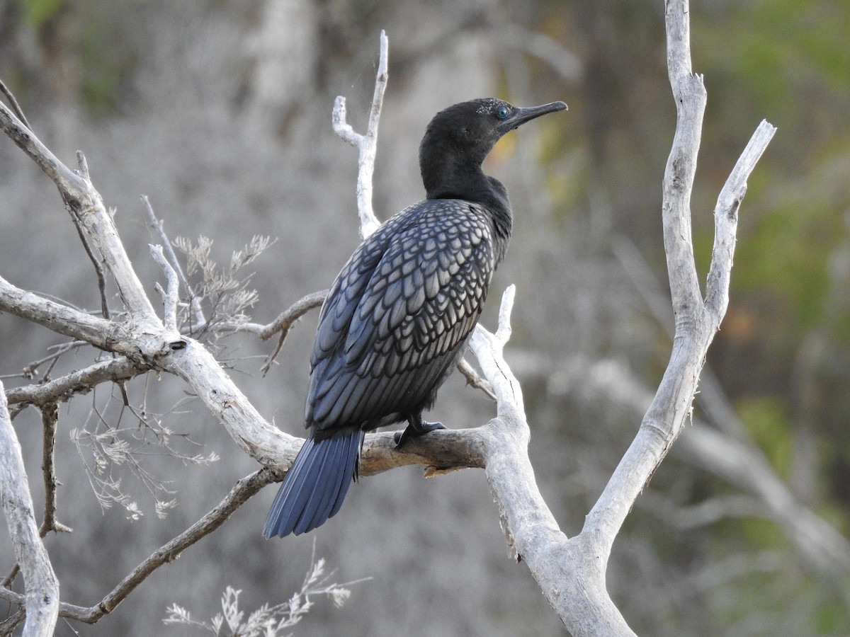 Cormorán Totinegro - ML620441663