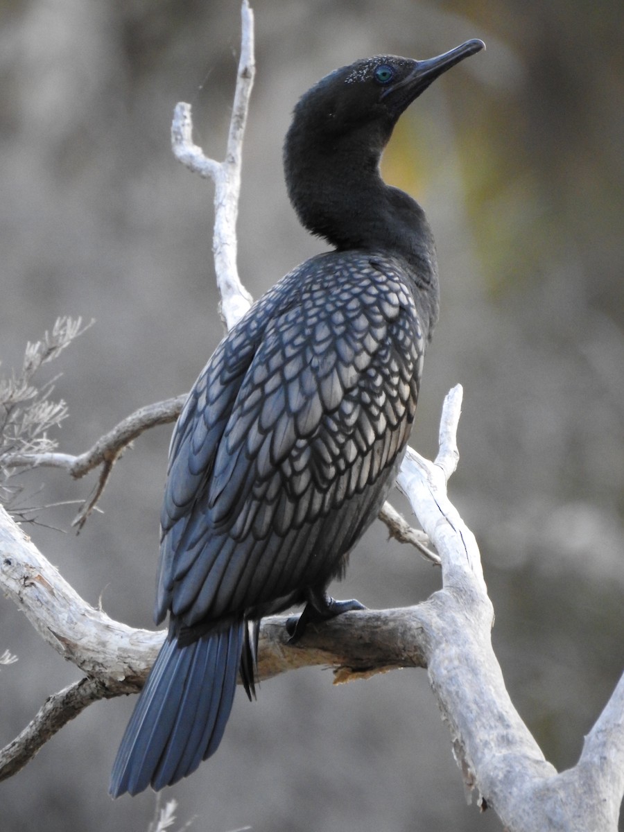 Cormorán Totinegro - ML620441664