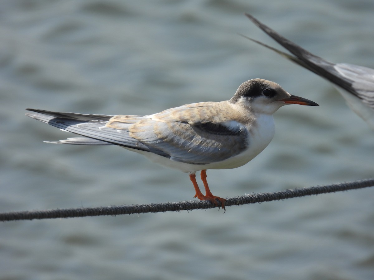 Common Tern - Carmel Ravid