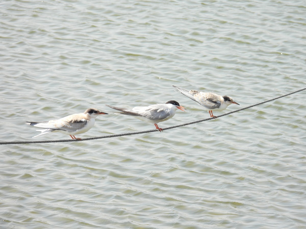 Common Tern - ML620441668