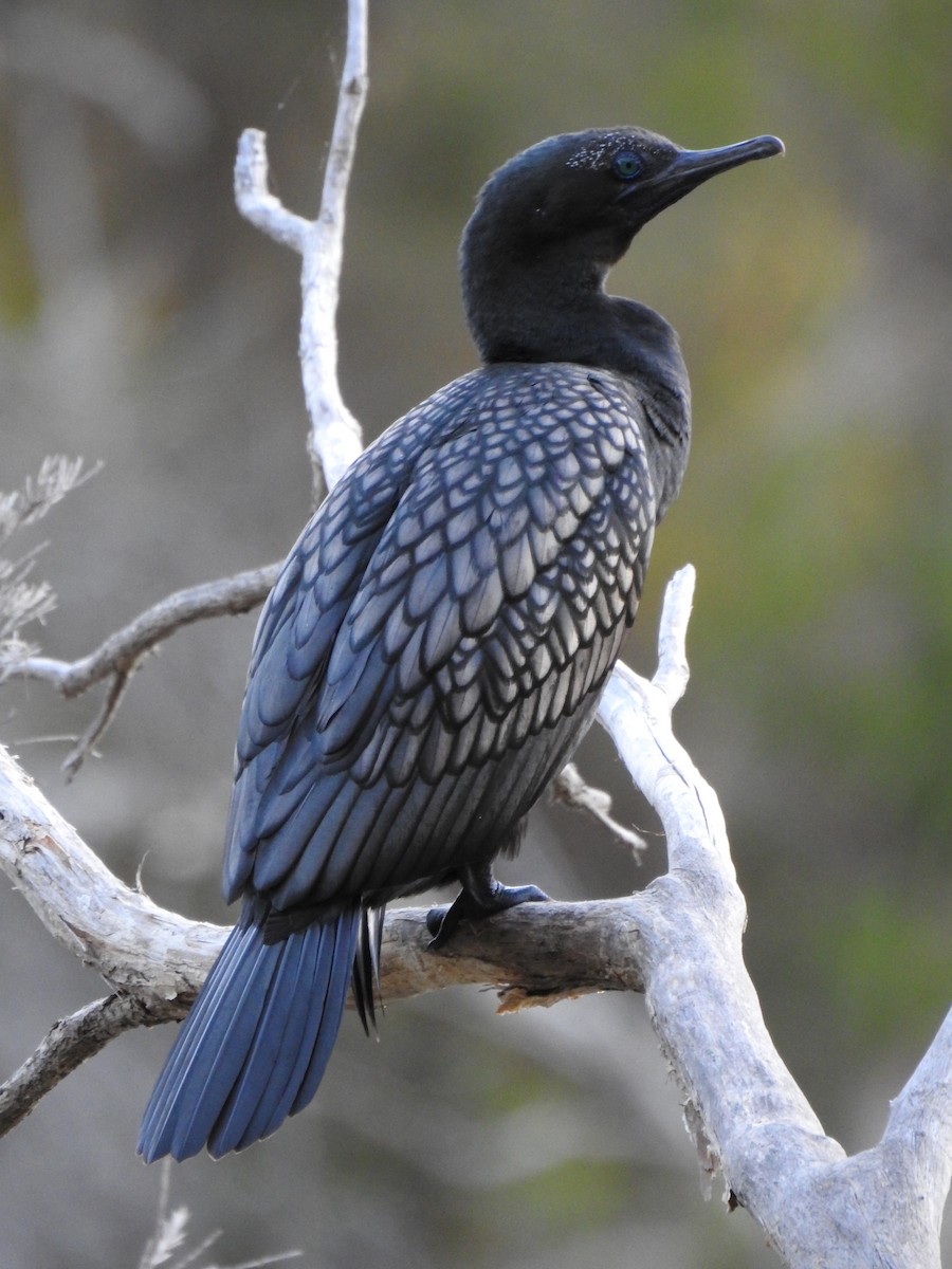 Little Black Cormorant - ML620441670