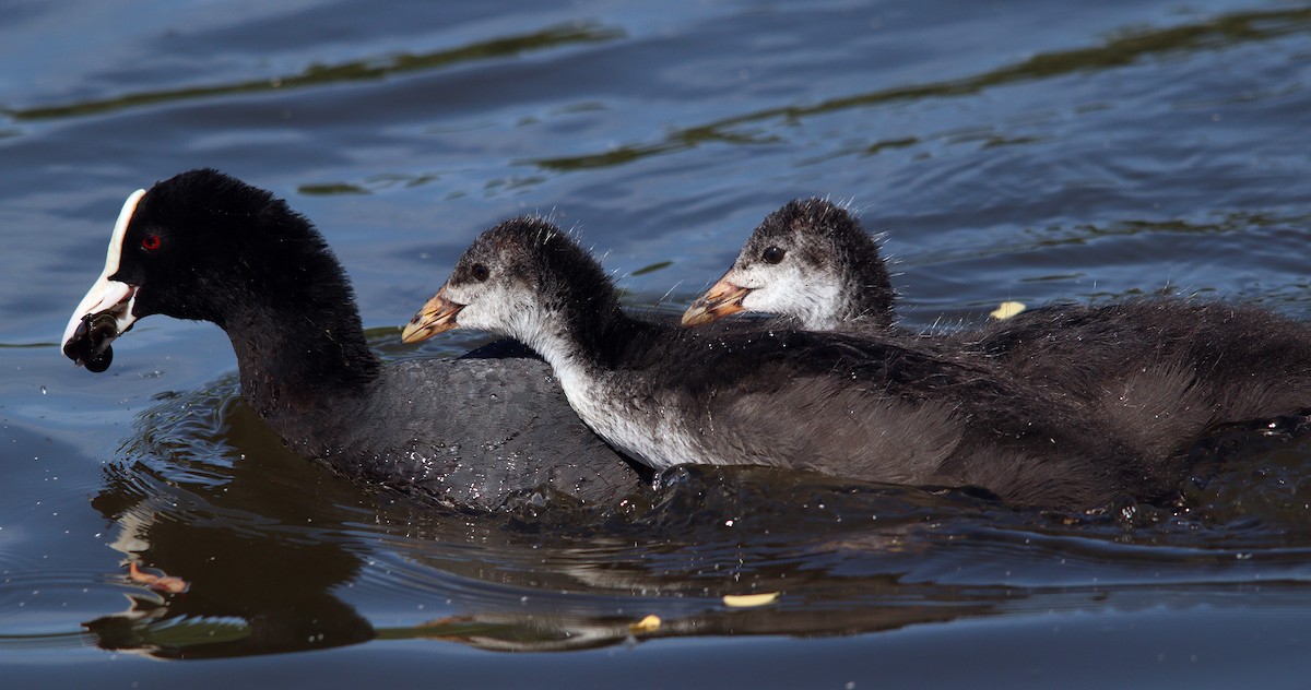 Eurasian Coot - ML620441671