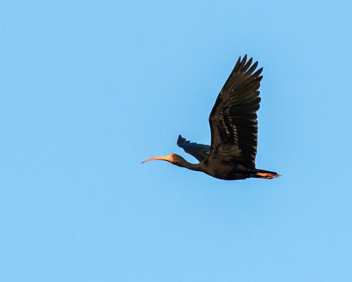 ibis tmavý - ML620441672