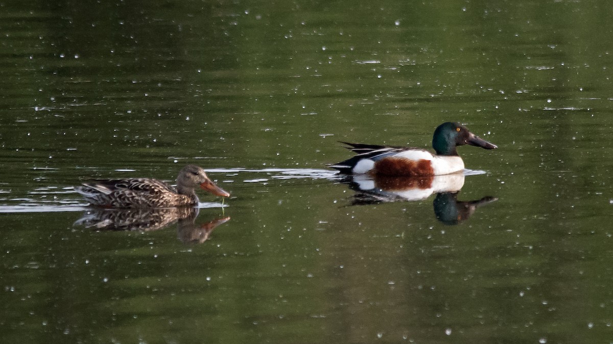 Northern Shoveler - ML620441673