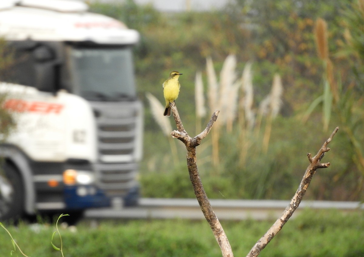 Yellow-browed Tyrant - ML620441677