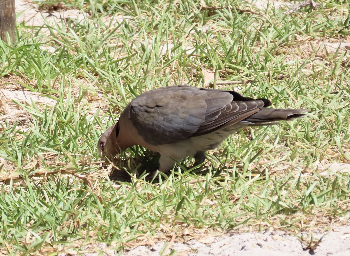 Red-eyed Dove - ML620441679