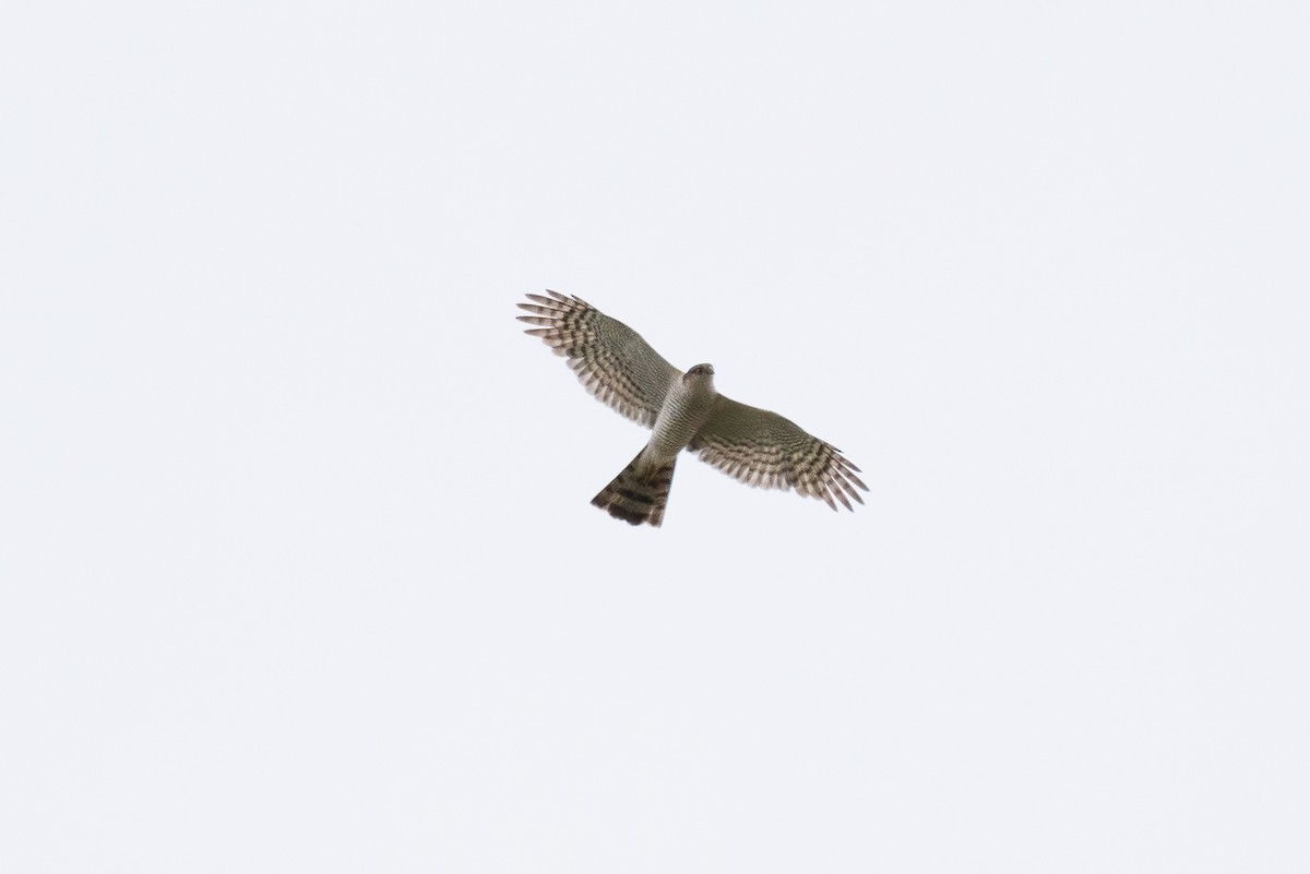 Eurasian Sparrowhawk - ML620441680