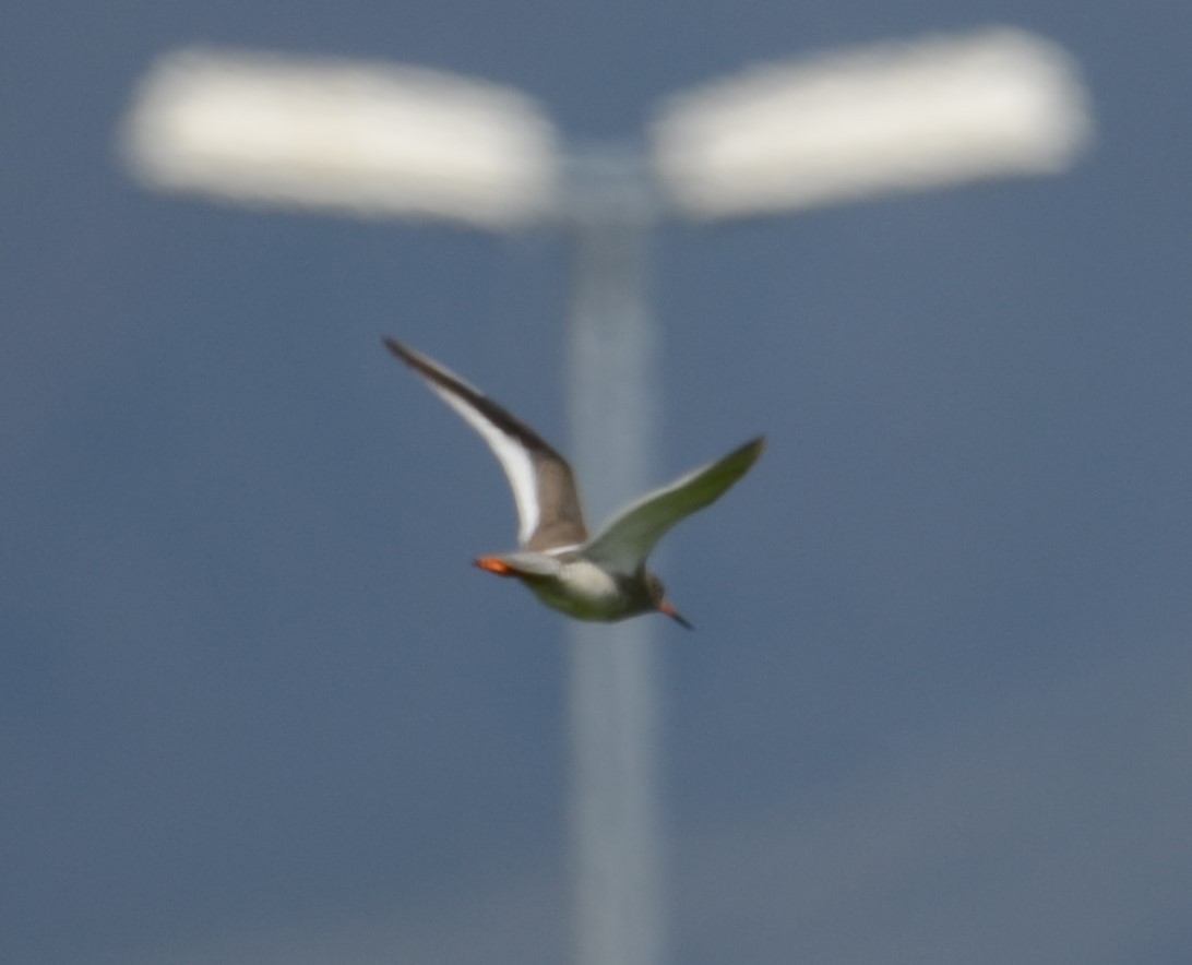 goéland ou mouette sp. - ML620441681