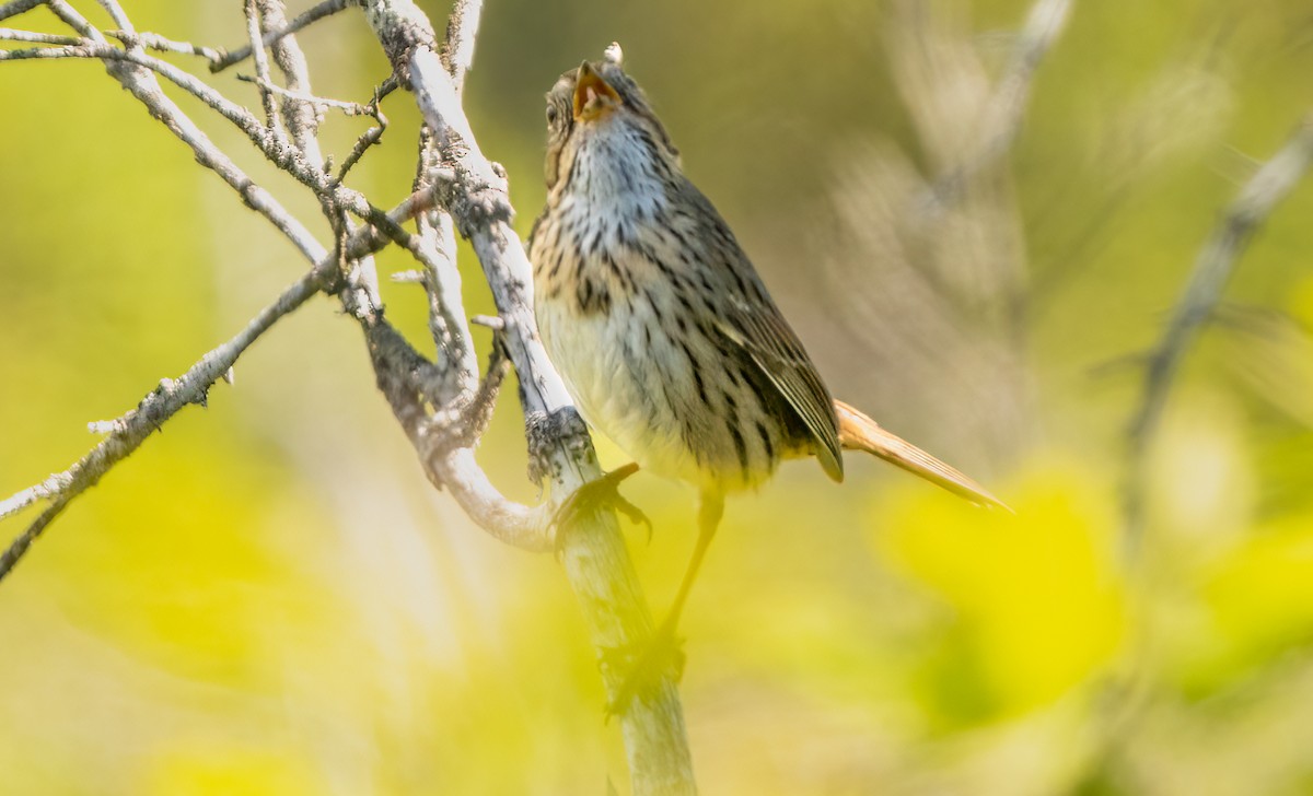 Lincoln's Sparrow - Jim Carroll