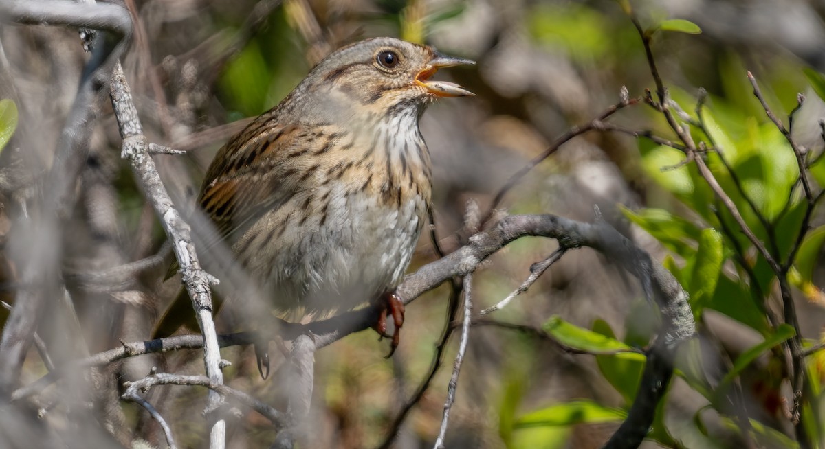 Lincoln's Sparrow - Jim Carroll