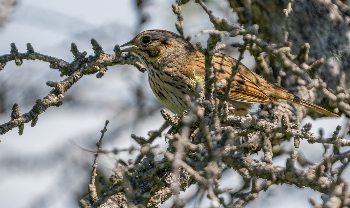 Lincoln's Sparrow - ML620441687