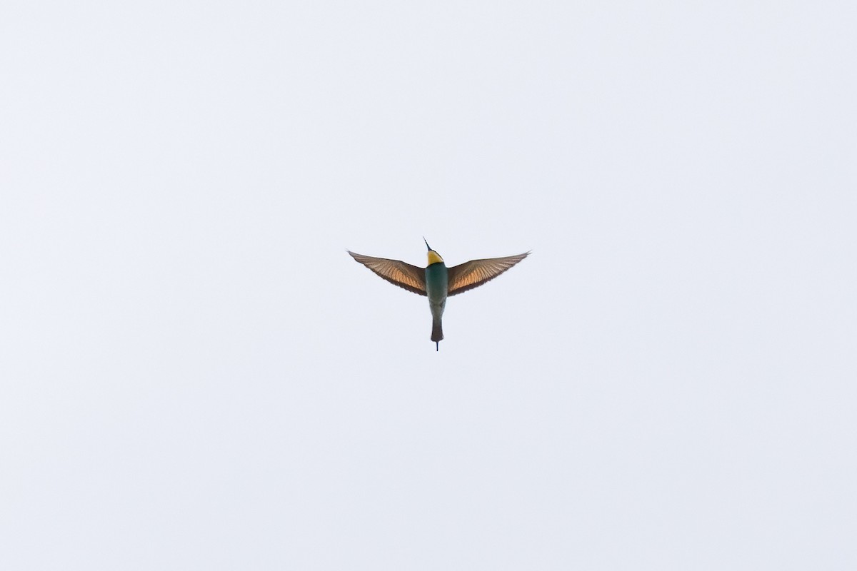 European Bee-eater - ML620441689