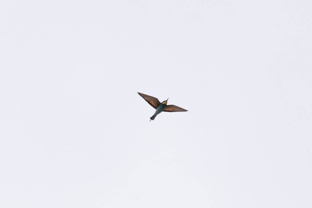 European Bee-eater - ML620441690