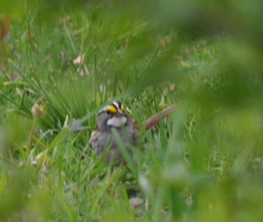 White-throated Sparrow - ML620441692