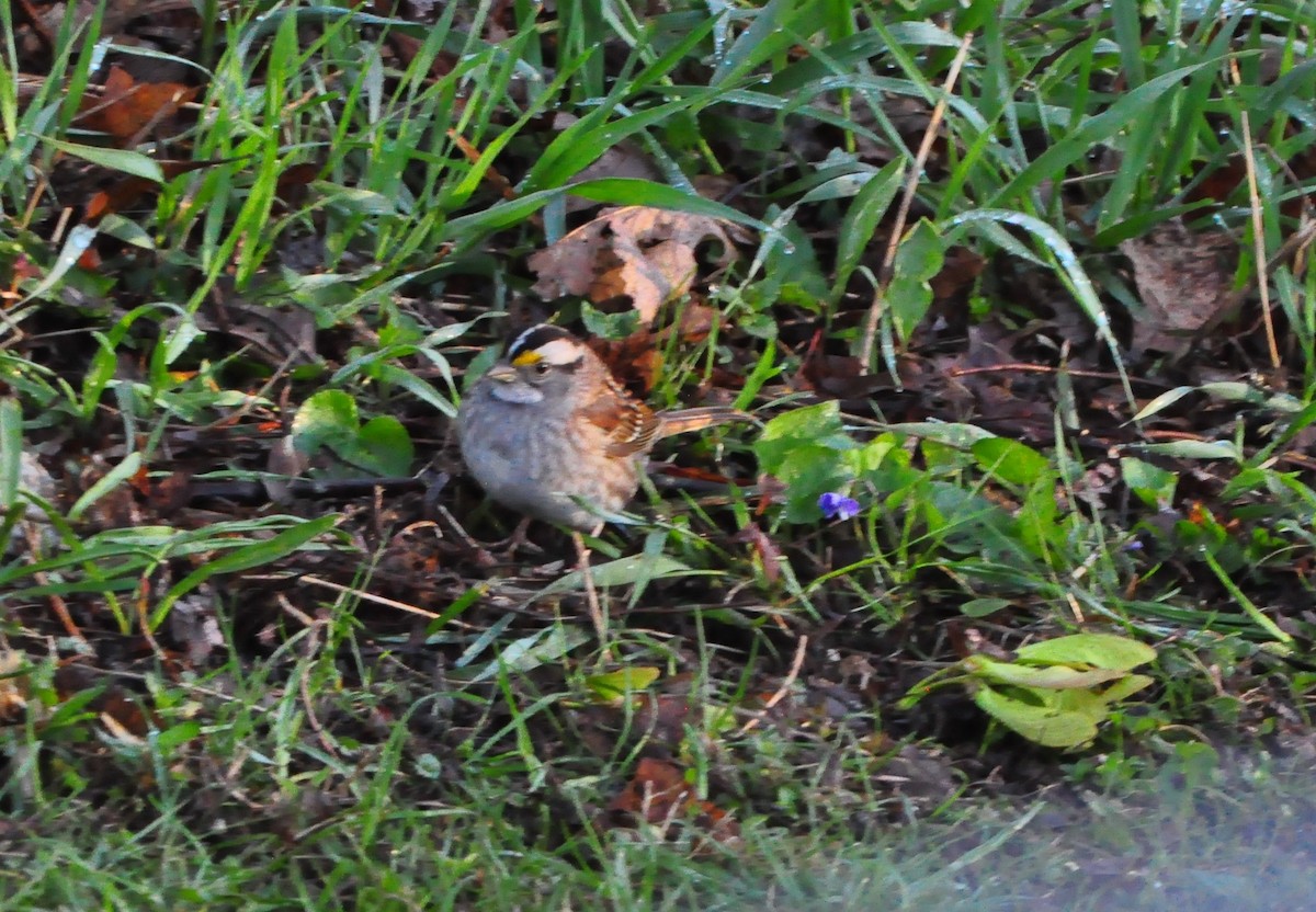 White-throated Sparrow - ML620441693