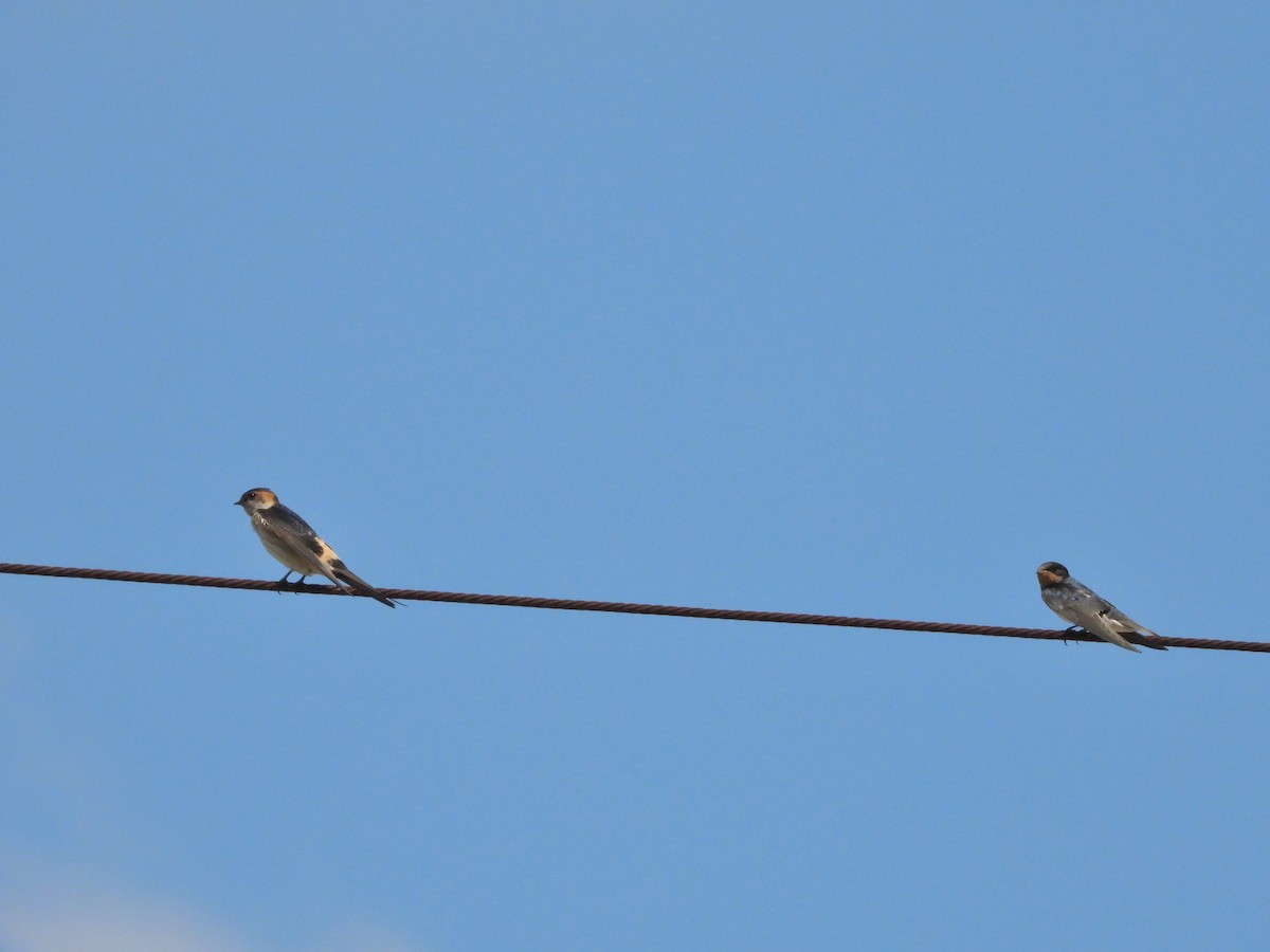 Red-rumped Swallow - ML620441707