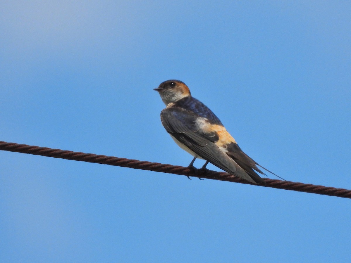 Red-rumped Swallow - ML620441710