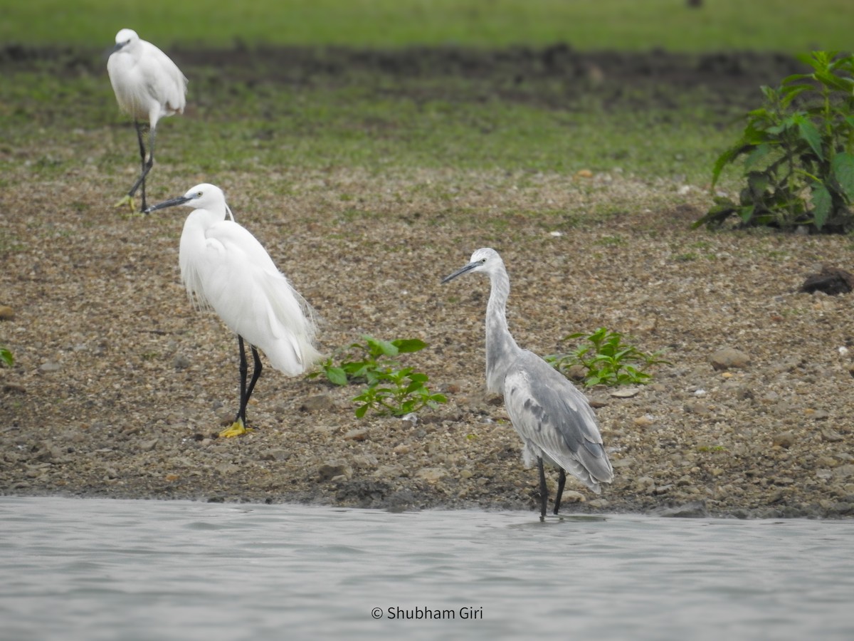 Little Egret - ML620441715